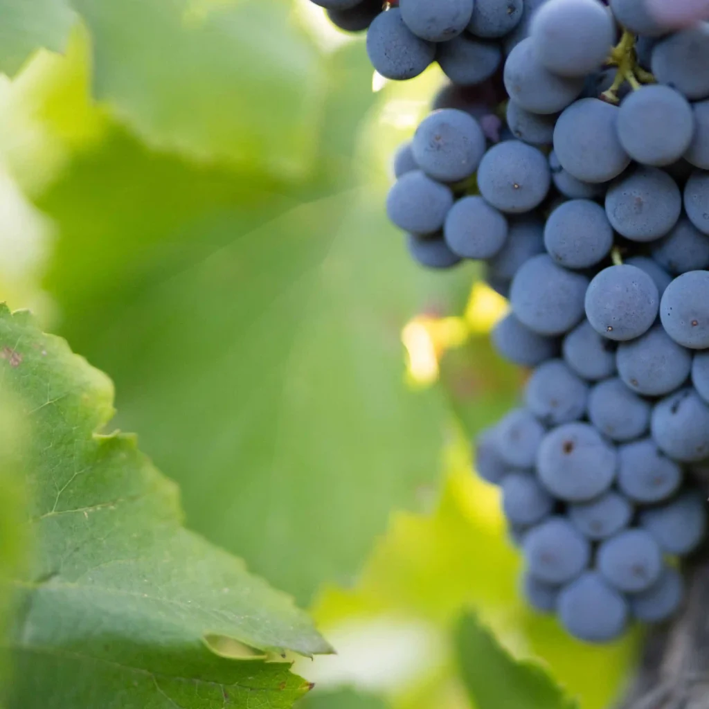 raisin vignes Ardèche
