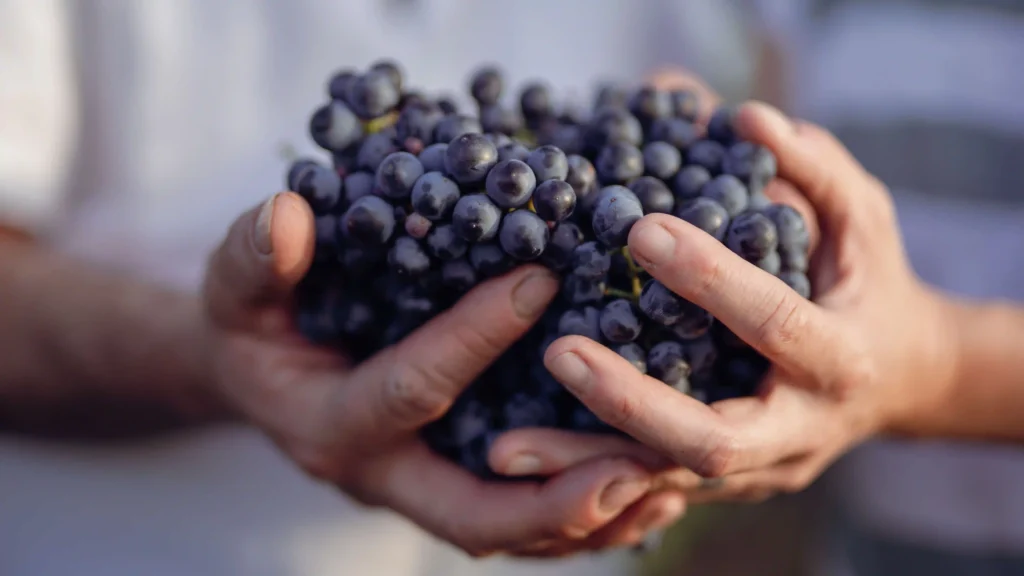 nos cépages et notre terroir en ardèche