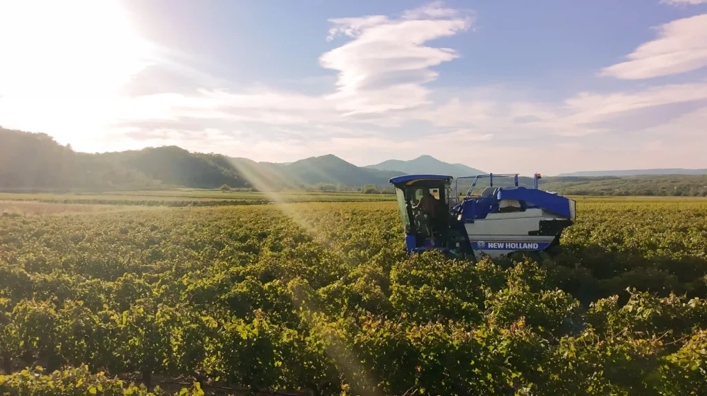 vendanges en ardèche